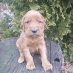 Prince male Golden Irish