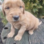 Pillar male Golden Irish