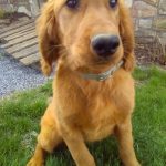 Ramona female golden Irish