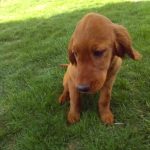 Ronni female golden Irish