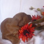 Rocky Male golden Irish