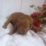 Robyn female golden Irish