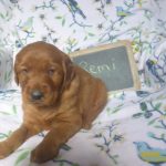 Remi Male golden Irish