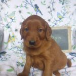 Raye Male golden Irish