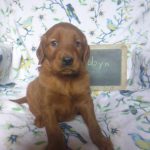 Robyn female golden Irish