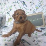 Ramona female golden Irish