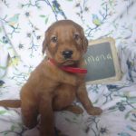 Rowan female golden Irish