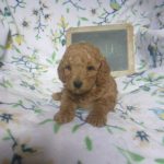 Quill mini poodle male