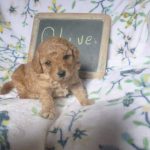 Olive female toy poodle