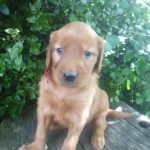 Trustin male Golden Irish
