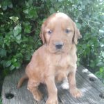 Truman male Golden Irish