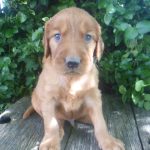 Tucker male Golden Irish