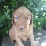 Trevor male Golden Irish