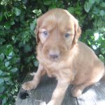 Tanner male Golden Irish