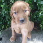 Tyson male Golden Irish