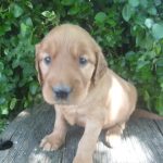 Tillie female Golden Irish