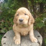 Sawyer male Golden Irish