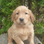 Samson male Golden Irish