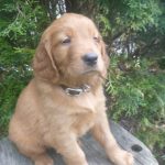 Spencer male Golden Irish