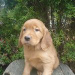 Solly male Golden Irish
