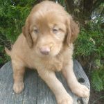Sunshine female Golden Irish