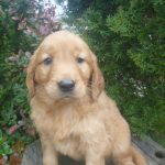 Shyanne female Golden Irish