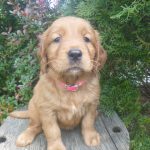 Summer female Golden Irish