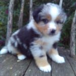 Ayla female Miniature Australian Shepherd
