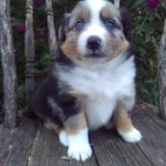 Ashton female Miniature Australian Shepherd