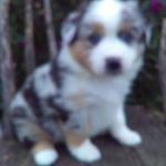 August male Miniature Australian Shepherd
