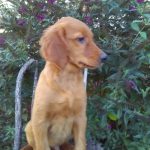 Whistler male Golden Irish