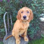 Wyatt male Golden Irish