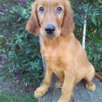 Worth male Golden Irish