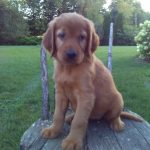 Beacan female Golden Irish