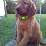 Baisl female Golden Irish