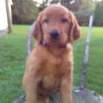 Bridget female Golden Irish