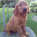 Bunny female Golden Irish