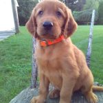 Bubba Male Golden Irish