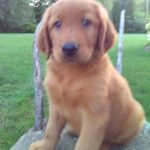Barney Male Golden Irish