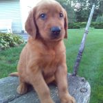Bennett Male Golden Irish