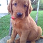 Bryce Male Golden Irish
