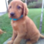 Brent Male Golden Irish