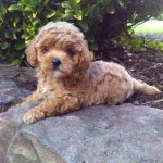 Colette Female Toy poodle