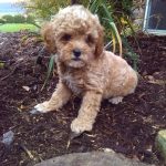 Claudie Female Toy poodle